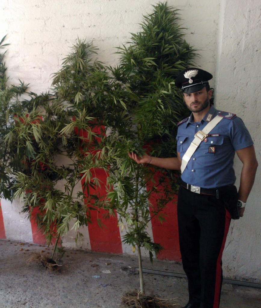 Le piante rinvenute dai carabinieri