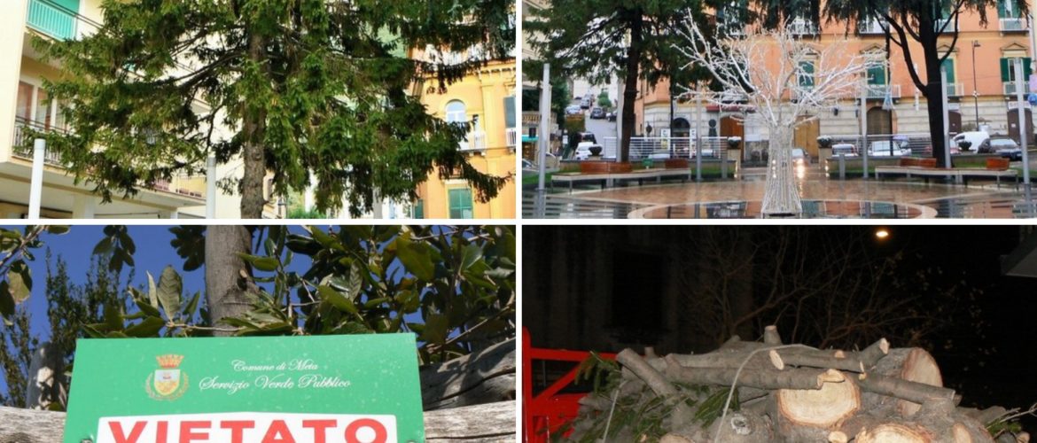 META – Addio all’albero di natale di piazza Vittorio Veneto a Meta Abbattuto nella notte l’abete rosso Il WWF: “un delitto premeditato da tempo”